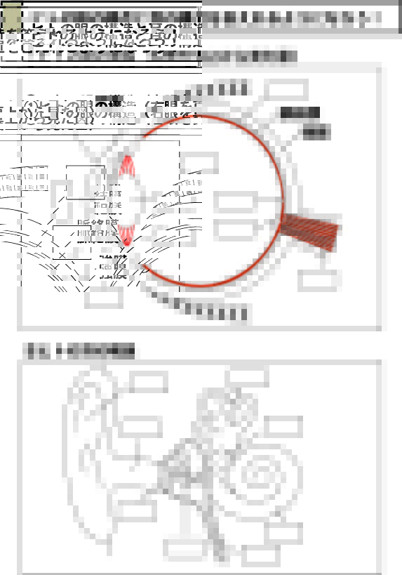 スライド2:ヒトの眼と耳の構造暗記シート(解答なし)