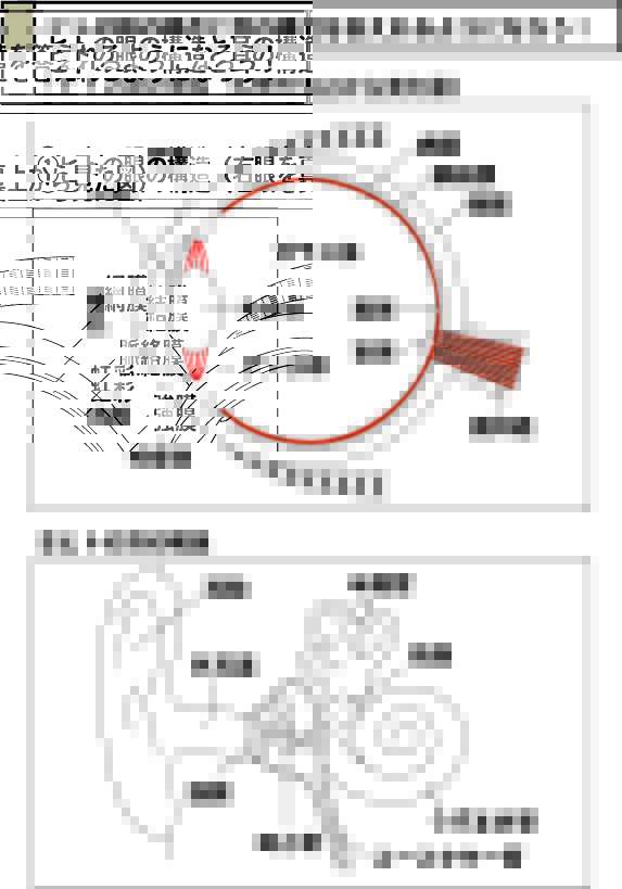 スライド1:ヒトの眼と耳の構造暗記シート(解答有り)