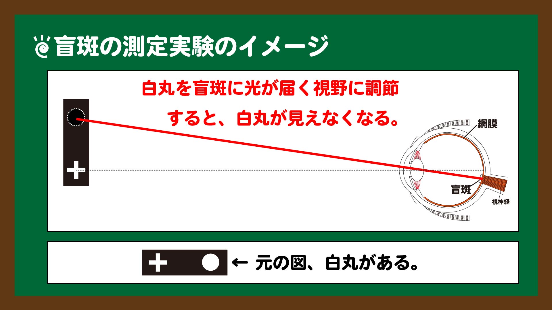 高校生物」盲斑の測定実験の計算問題の解き方を解説｜高校生物の学び舎