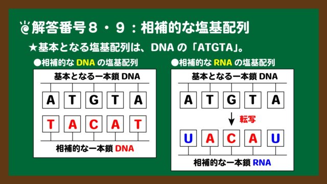 スライド２：解答番号８・９の相補的なDNAとRNAの塩基配列