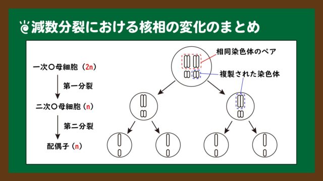 スライド８：減数分裂における染色体の挙動